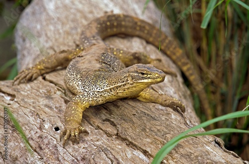 Gould Monitor, varanus gouldi, Adult standing on Branch, Australia photo