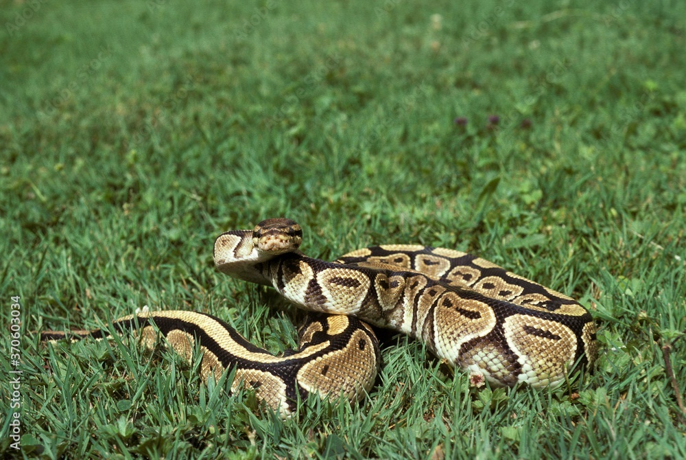 Royal Python, python regius, Adult standing on Grass