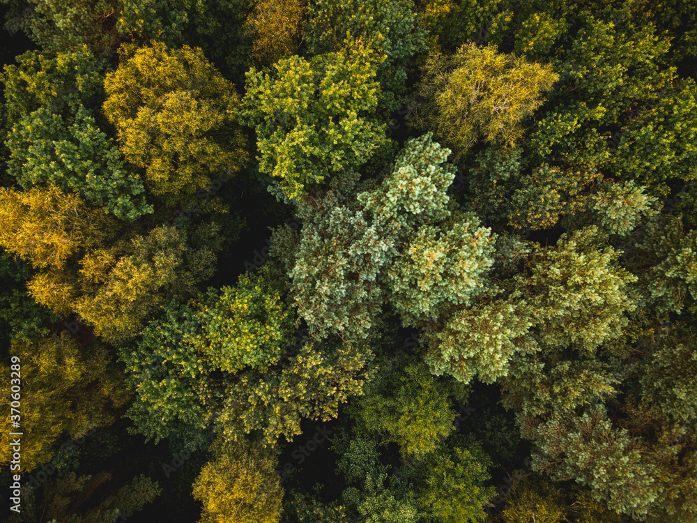 Colors of Autumn in Natural Forest. Aerial Drone Top Down View