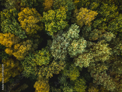 Colors of Autumn in Natural Forest. Aerial Drone Top Down View