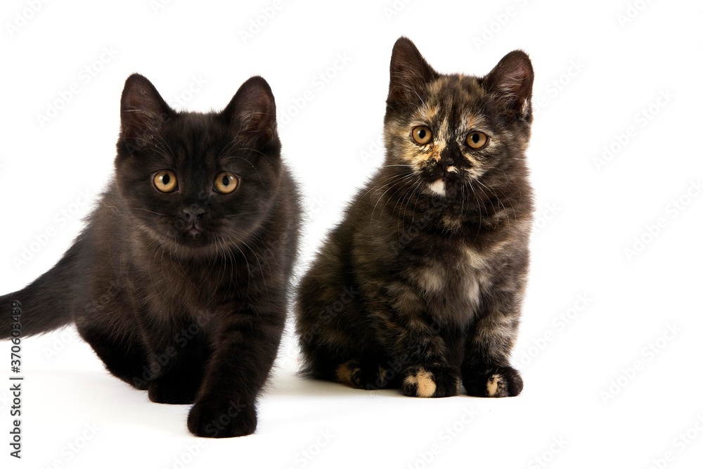 Black and Black Tortoise Shell British Shorthair Domestic Cat, 2 Months Old Kittens against White Background