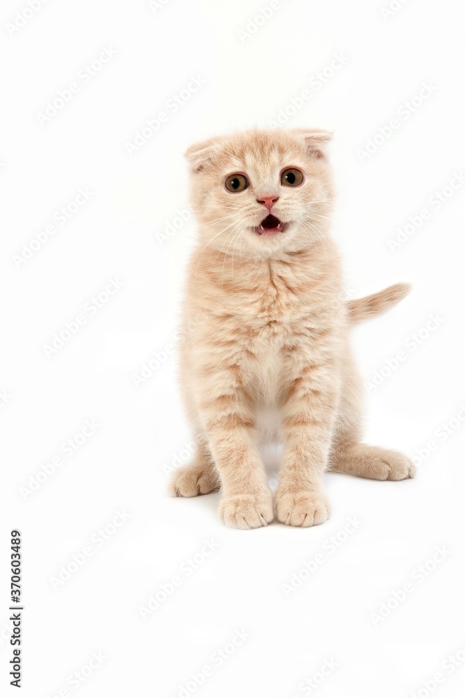 Cream Scottish Fold Domestic Cat, 2 Months Old Kitten sitting against White Background