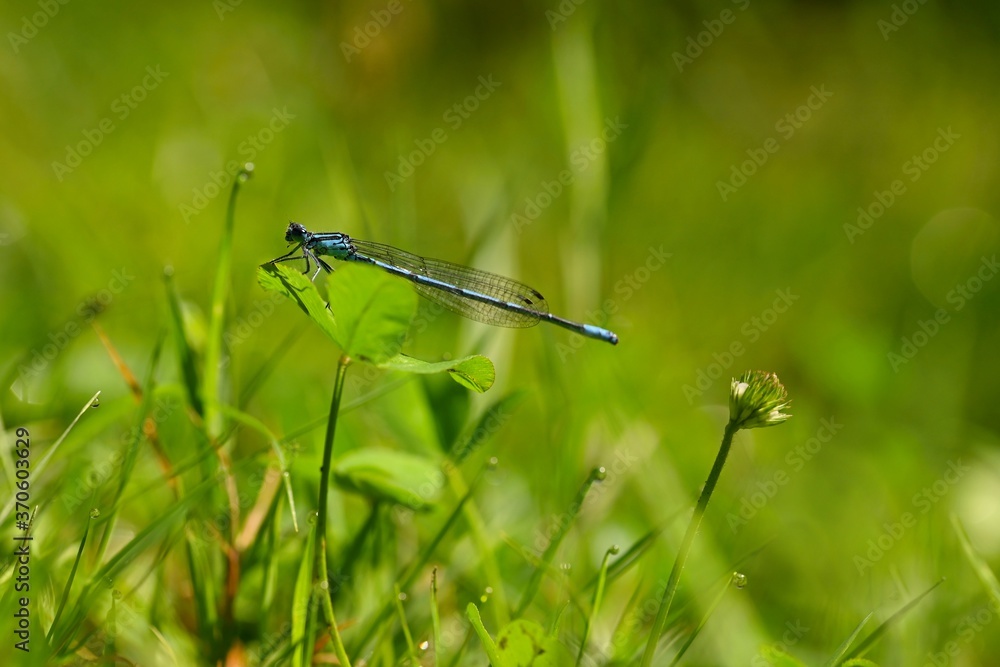 Beautiful dragonfly. Macro shot of nature. Libellula depressa. Insects close up. Beautiful dragonfly. Macro shot of nature. Libellula depressa. Insects close up.