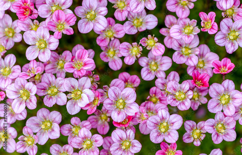 pink flowers background pink flowers background