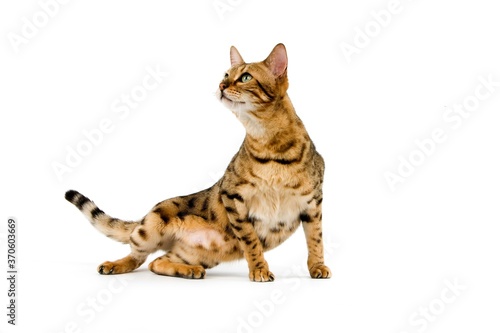 Brown Spotted Tabby Bengal Domestic Cat, Adult sitting against White Background