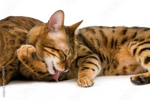 Brown Spotted Tabby Bengal Domestic Cat, Adult Licking against White Background
