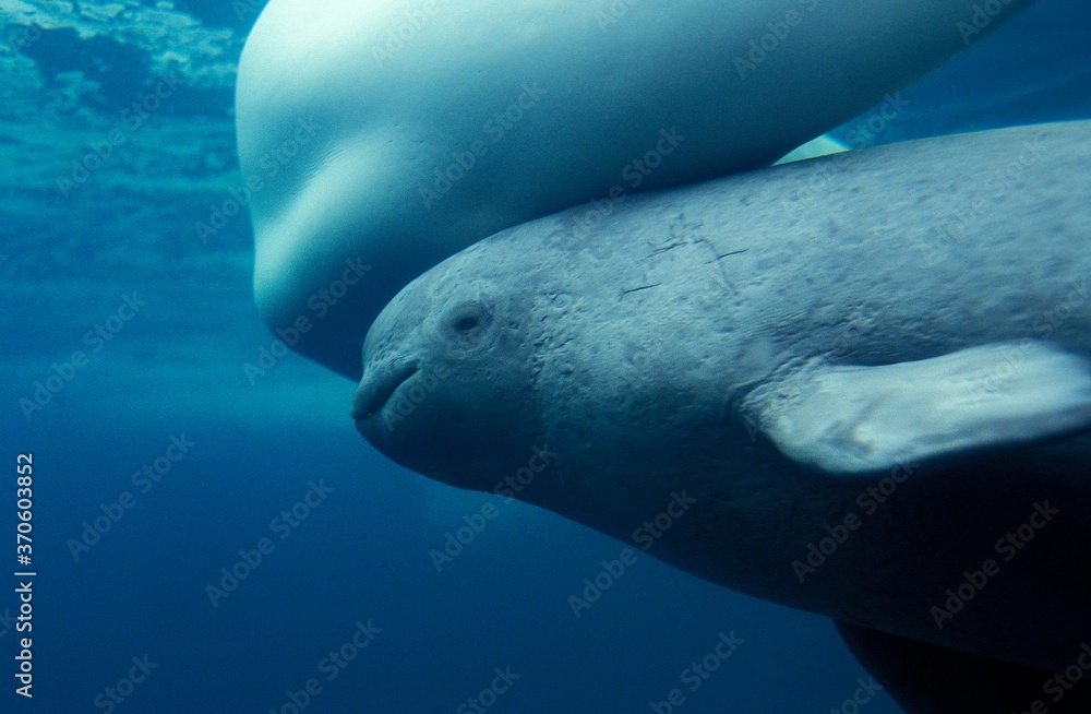 Fototapeta premium Beluga Whale or White Whale, delphinapterus leucas, Female with Calf