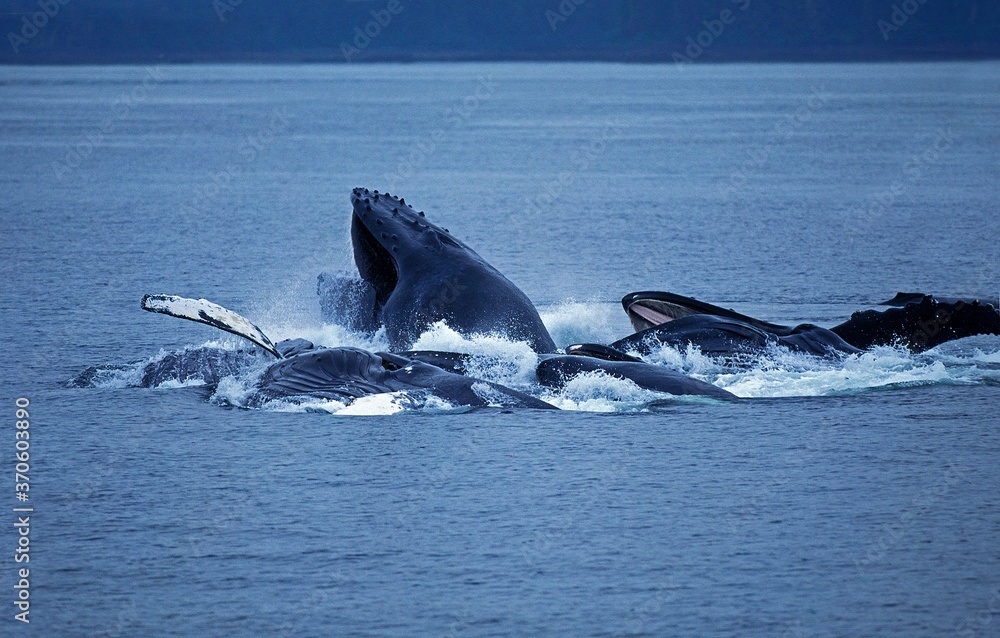 Fototapeta premium Humpack Whale, megaptera novaeangliae, Group Bubble Net Feeding, Open Mouth to Catch Krill, Alaska
