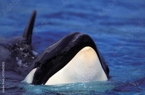 Killer Whale, orcinus orca, Head of Adult emerging from Water
