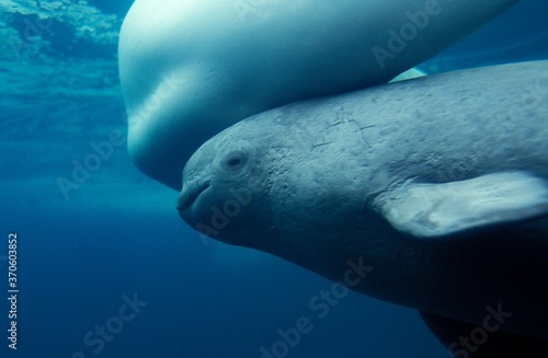 Beluga Whale or White Whale, delphinapterus leucas, Female with Calf