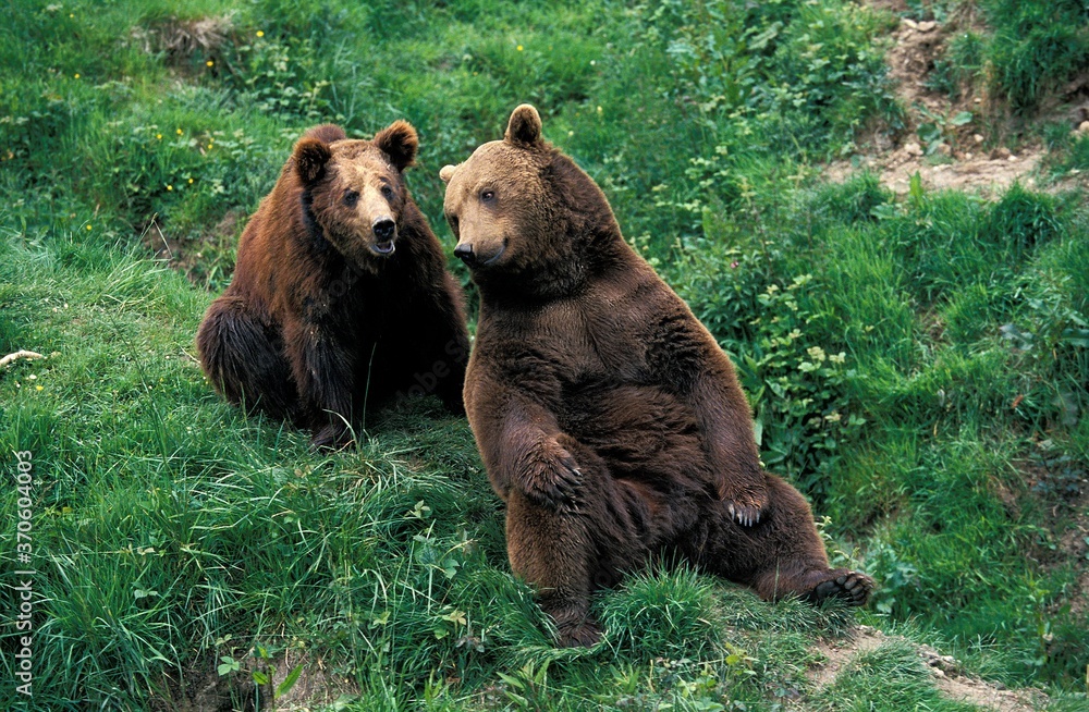 Fototapeta premium Brown Bear, ursus arctos, Adults sitting on Grass