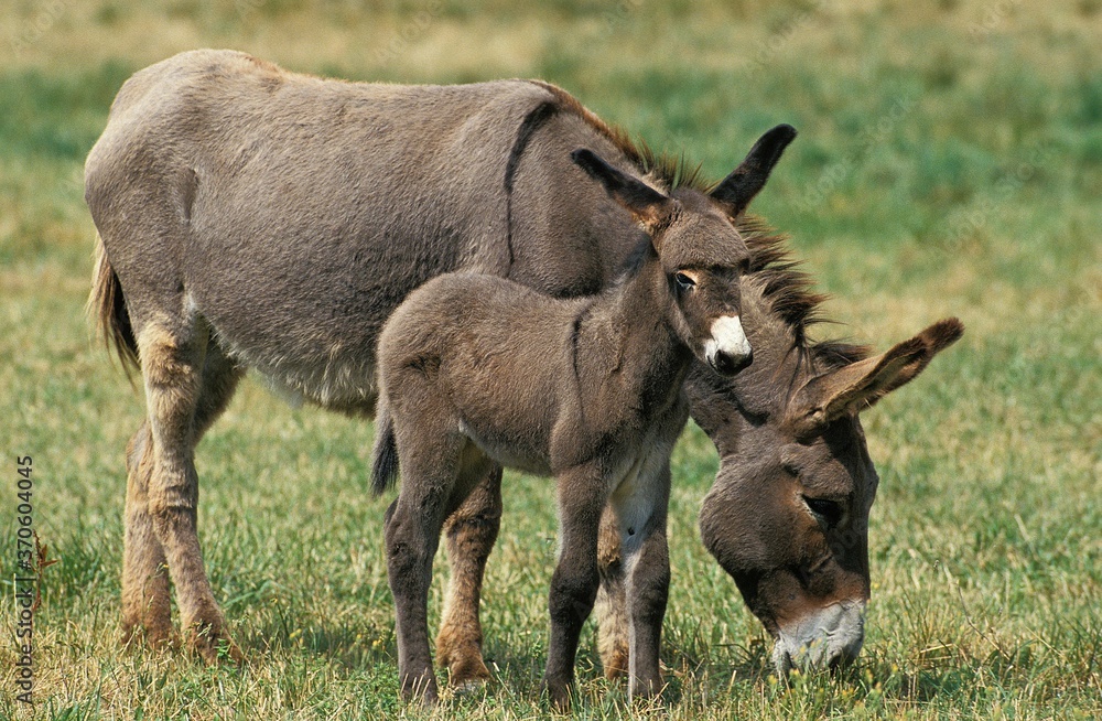 Grey Domestic Donkey, Female with Foal standing on Grass Grey Domestic Donkey, Female with Foal standing on Grass