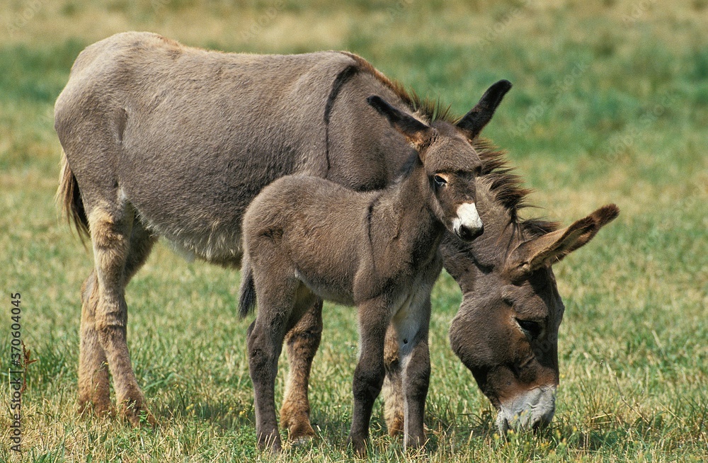 Grey Domestic Donkey, Female with Foal standing on Grass