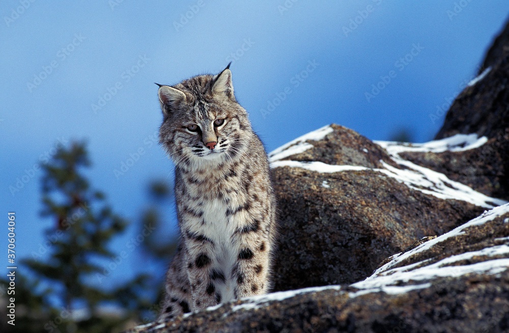 Bobcat, lynx rufus, Adult standing on Rock, Canada Bobcat, lynx rufus, Adult standing on Rock, Canada