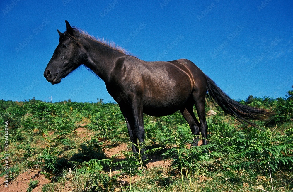 Pottok Horse, Pyrenees Atlantiques in South West of France Pottok Horse, Pyrenees Atlantiques in South West of France