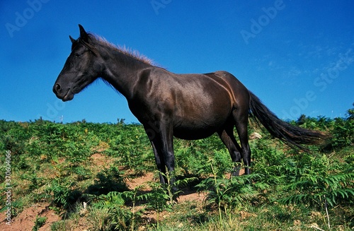 Pottok Horse, Pyrenees Atlantiques in South West of France