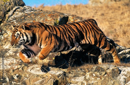 Sticker Bengal Tiger, panthera tigris tigris, Adult Leaping from Rock