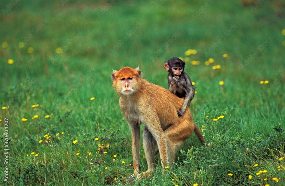 Patas Monkey, erythrocebus patas, Female carrying Young on its Back