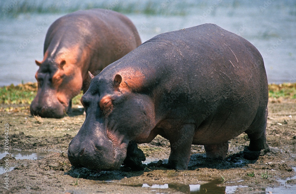 Hippopotamus, hippopotamus amphibius, Adults standing near Lake, Virunga Park in Congo