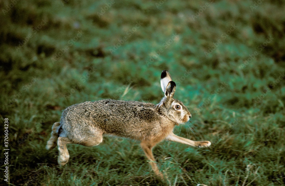 European Brown Hare, lepus europaeus, Adult running through Grass European Brown Hare, lepus europaeus, Adult running through Grass