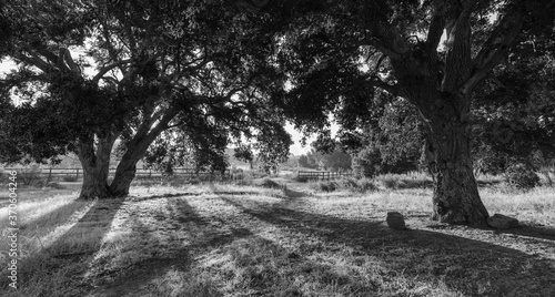 Black and white panoramic v...