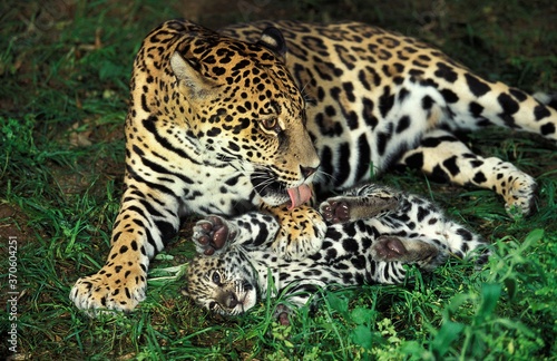 Jaguar  panthera onca  Female Licking Cub