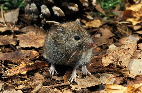 Bank Vole, clethrionomys glareolus, Adult standing on Fallen Leaves