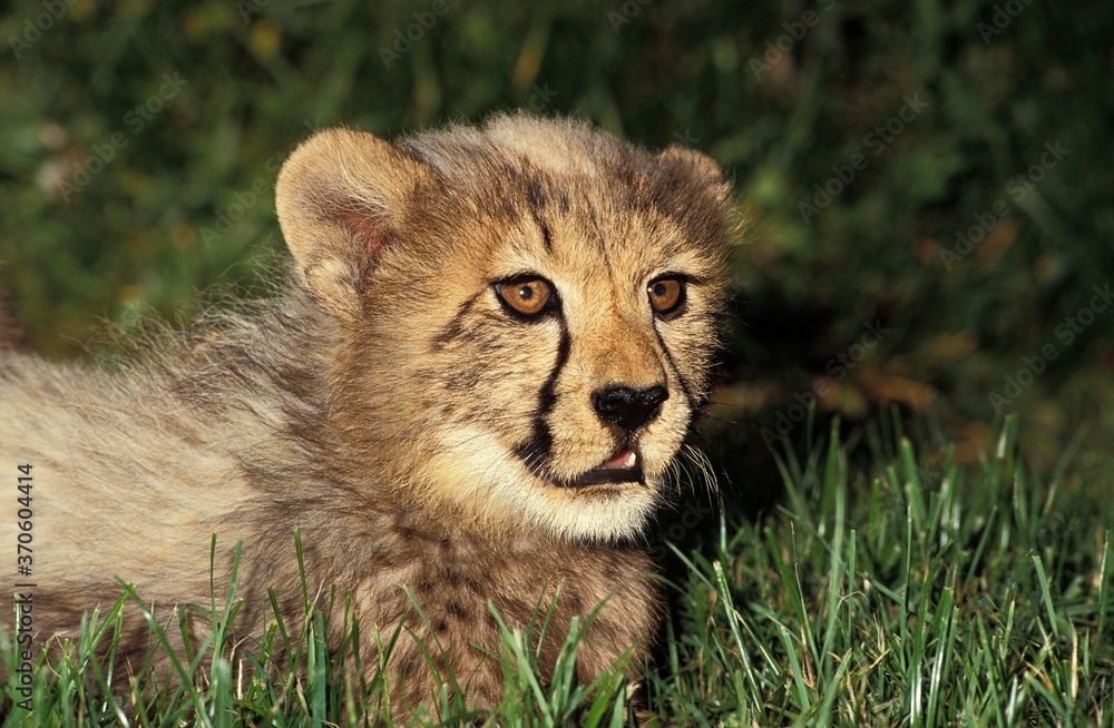 Cheetah, acinonyx jubatus, Portrait of Cub Cheetah, acinonyx jubatus, Portrait of Cub