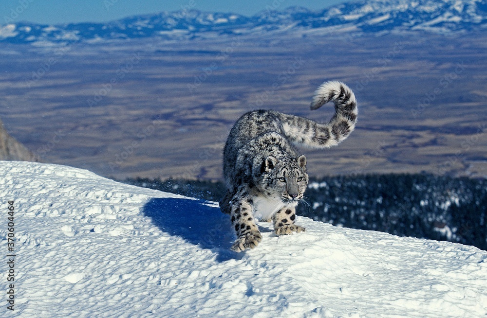 Snow Leopard or Ounce, uncia uncia, Adult standing on Snow