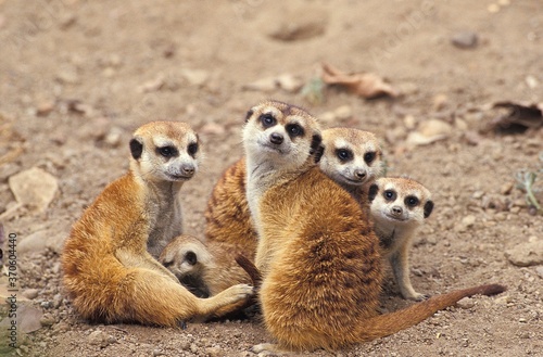 Tableau sur toile Meerkat, suricata suricatta, Adults with Youngs