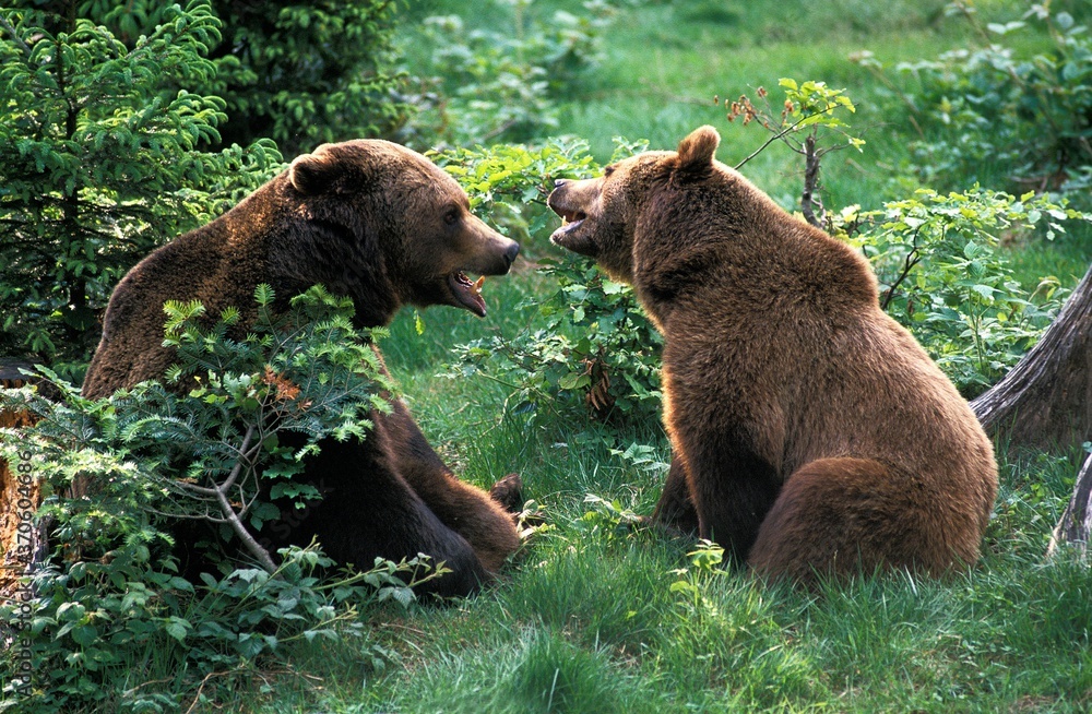 Brown Bear, ursus arctos, Adults sitting on Grass Brown Bear, ursus arctos, Adults sitting on Grass