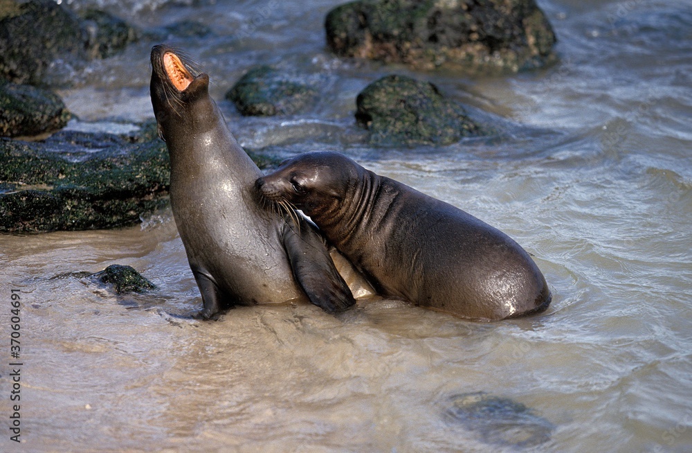 Obraz premium Galapagos Fur Seal, arctocephalus galapagoensis, Adults standing on Beach