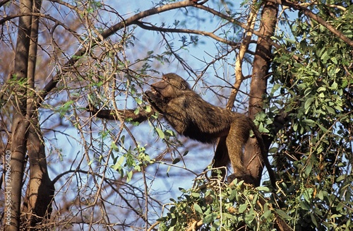 Tableau sur toile Olive Baboon, papio anubis, Adult Eating in Tree, Masai Mara Park in Kenya