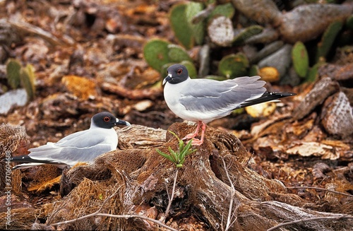 Swallow Tailed Gull, creagrus furcatus, Pair, Galapagos Islands photo