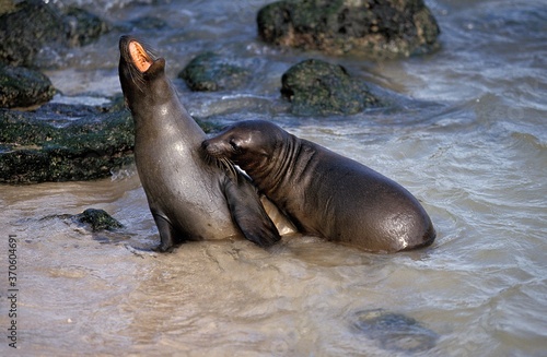 Galapagos Fur Seal  arctocephalus galapagoensis  Adults standing on Beach