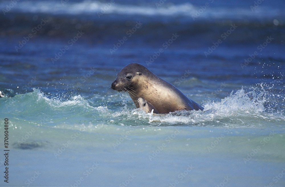 Naklejka premium Australian Sea Lion, neophoca cinerea, Adults standing in Waves, Australia