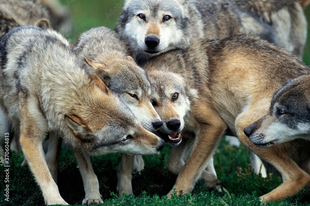 Fototapeta premium European Wolf, canis lupus, Pack of Adults