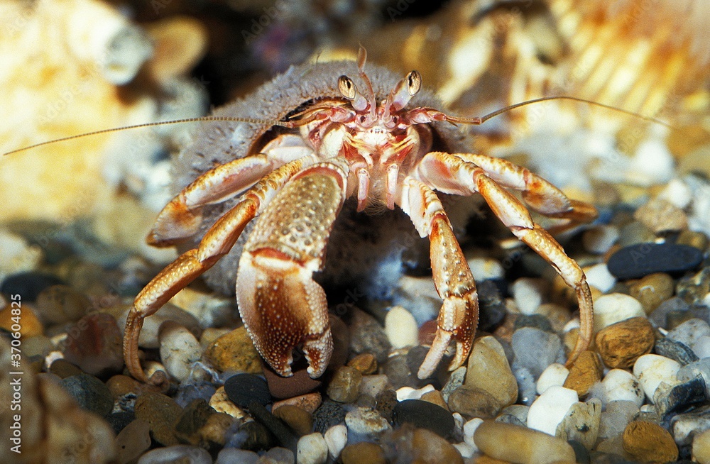 Hermit Crab, pagurus bernhardus, Adult in its Shell Hermit Crab, pagurus bernhardus, Adult in its Shell