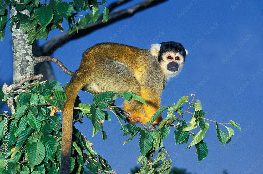 Obraz premium Squirrel Monkey, saimiri sciureus, Adult standing on Branch