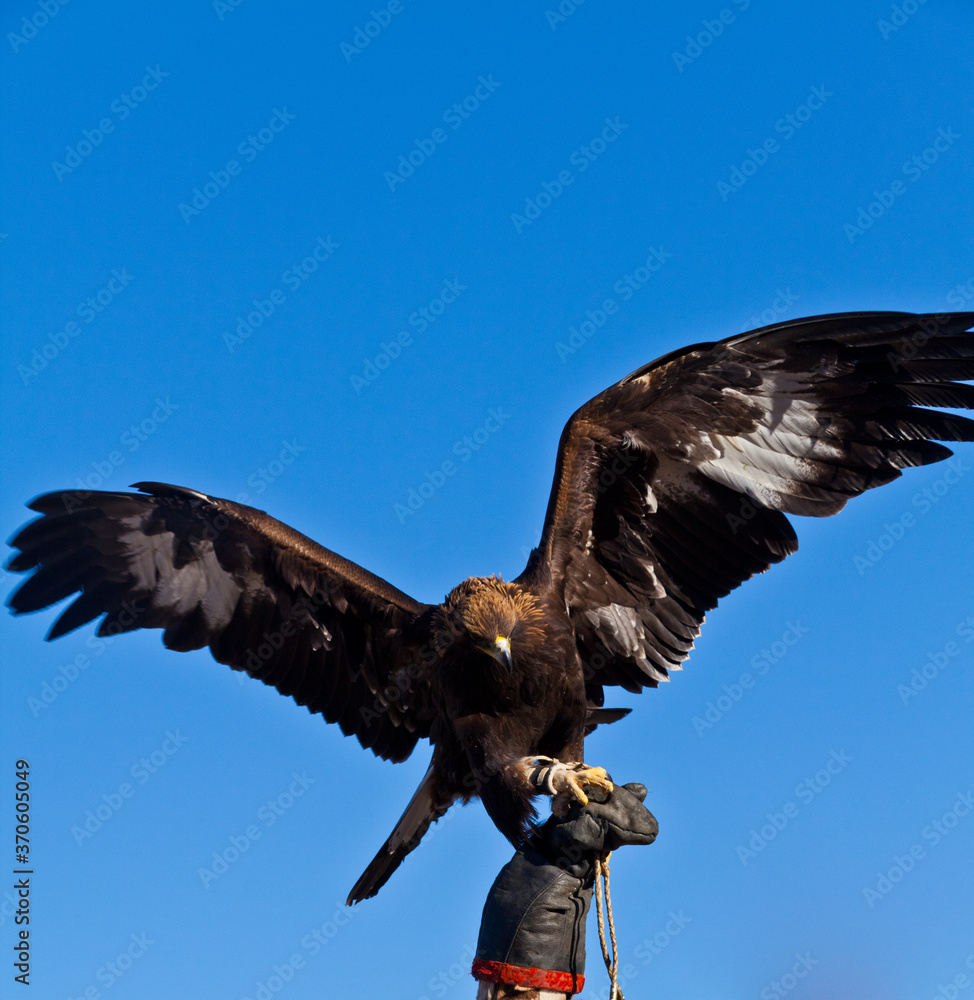 Obraz premium mongolian golden eagle under sunshine