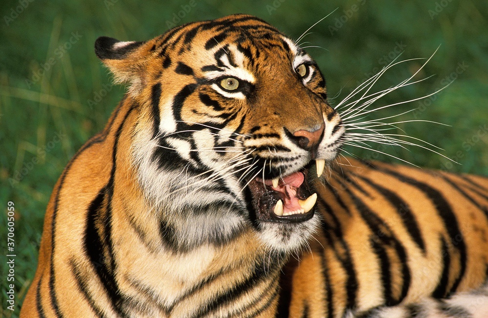 Obraz premium Sumatran Tiger, panthera tigris sumatrae, Portrait of Adult snarling