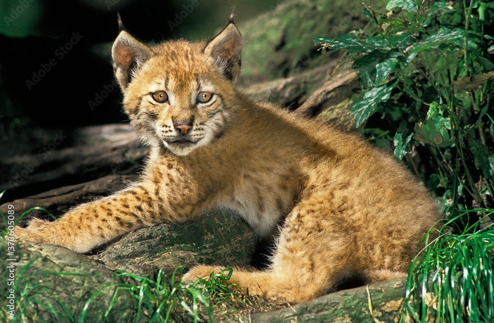 Obraz premium European Lynx, felis lynx, Cub