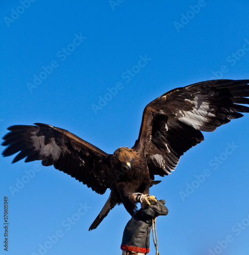 mongolian golden eagle under sunshine © NIPONXENE