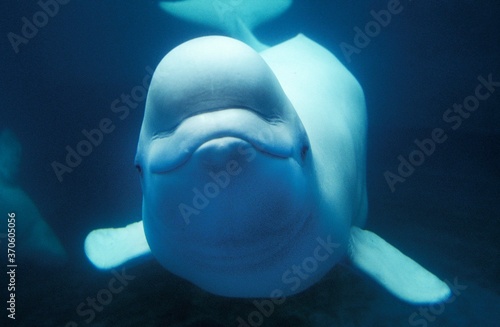 Beluga Whale or White Whale, delphinapterus leucas, Adult
