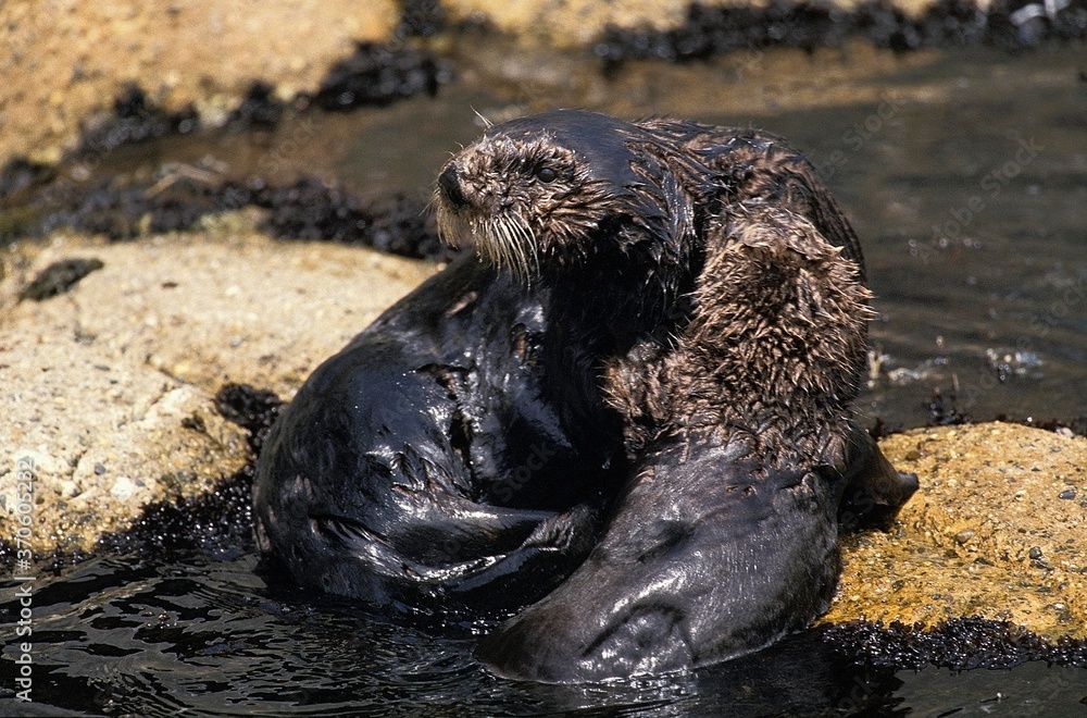 Fototapeta premium Sea Otter, enhydra lutris, Adults