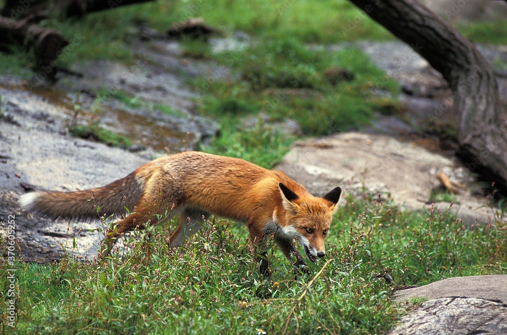 Red Fox, vulpes vulpes, Adult crossing Steam