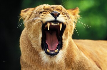African Lion, panthera leo, Female Yawning