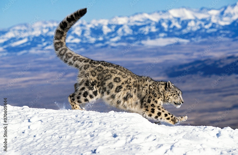 Snow Leopard or Ounce, uncia uncia, Adult running on Snow