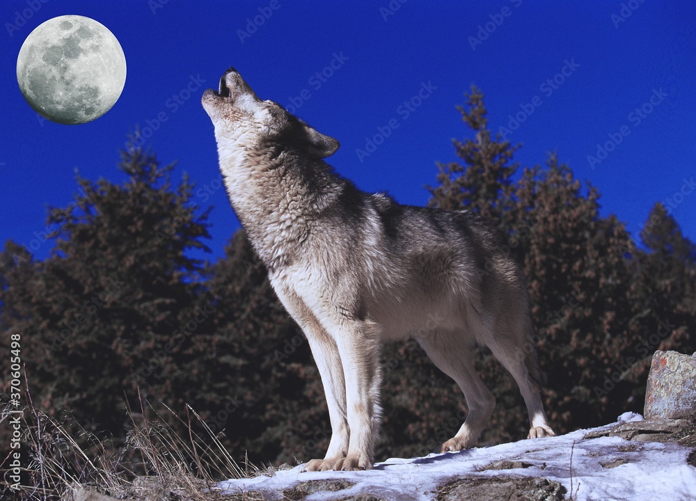 European Wolf, canis lupus, Adult Howling at the Moon - obrazy, fototapety, plakaty 