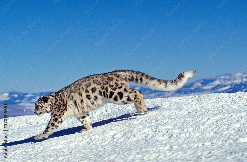 Snow Leopard or Ounce, uncia uncia, Adult running on Snow Snow Leopard or Ounce, uncia uncia, Adult running on Snow